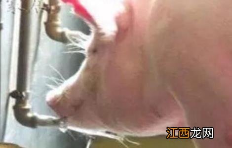 夏季养猪掉膘怎么办 养猪如何长膘