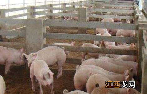 保育猪饲养管理要点 保育猪饲养管理要点包括