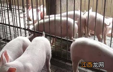 保育猪饲养管理要点 保育猪饲养管理要点包括