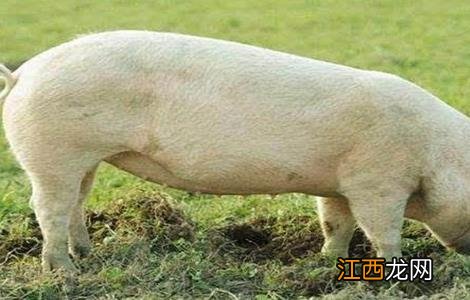 夏天母猪不发情原因及解决方法视频 夏天母猪不发情原因及解决方法