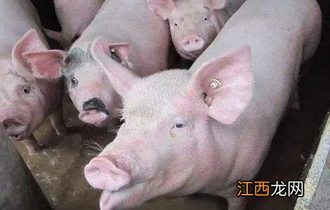 夏天母猪不发情原因及解决方法视频 夏天母猪不发情原因及解决方法