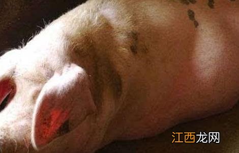 夏天母猪不发情原因及解决方法视频 夏天母猪不发情原因及解决方法