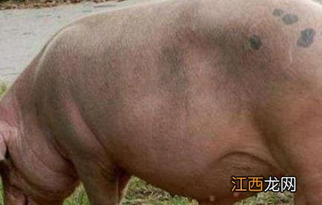 夏天母猪不发情原因及解决方法视频 夏天母猪不发情原因及解决方法