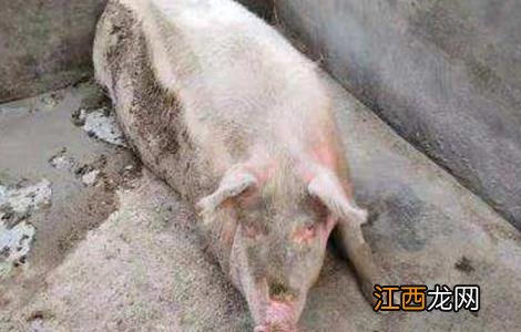 母猪产程过长怎么办 母猪产程过长怎么办啊