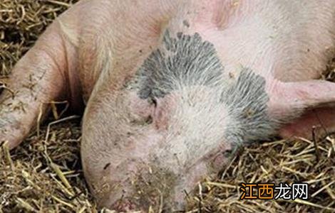 母猪产程过长怎么办 母猪产程过长怎么办啊