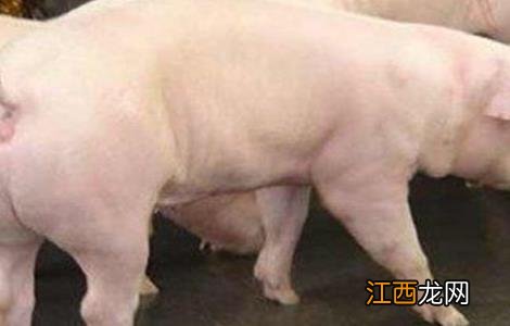 后备母猪饲养管理要点 后备母猪饲养管理要点是什么