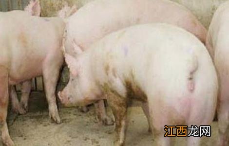 后备母猪饲养管理要点 后备母猪饲养管理要点是什么