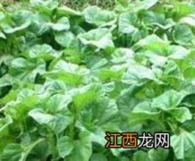 冬苋菜有什么营养 冬苋菜的营养价值及功效与作用