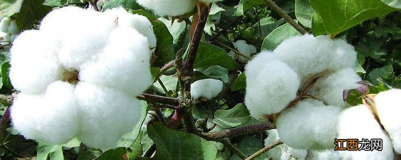 棉花如何清洗 棉花怎样清洗