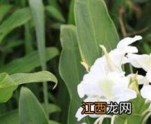 香菜的药用价值和功效 鱼香菜的功效与药用价值