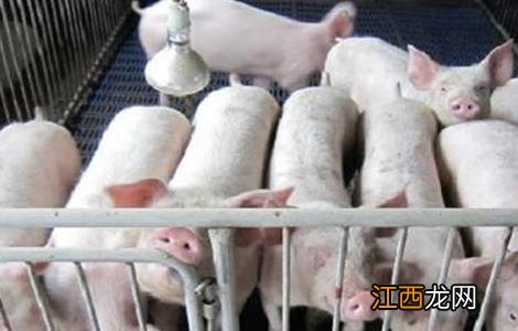 母猪难产怎么办?教你十招轻松搞定! 母猪难产怎么办