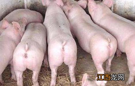 母猪难产怎么办?教你十招轻松搞定! 母猪难产怎么办