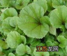 怎样种冬苋菜视频教程 怎样种冬苋菜