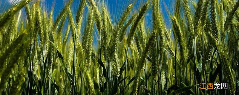 小麦亩产多少斤 河南小麦亩产多少斤