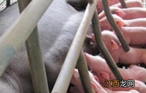 母猪怎么多产仔 母猪怎样产仔多