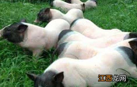 香猪有哪些品种 香猪有哪些品种图片大全