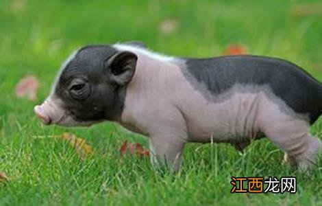 香猪有哪些品种 香猪有哪些品种图片大全