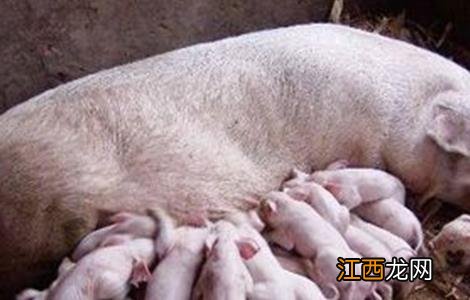 母猪产仔少的原因 母猪产仔少的主要原因
