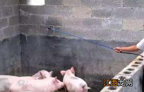 母猪产仔少的原因 母猪产仔少的主要原因