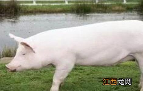 约克夏猪怎么养才好养 约克夏猪怎么养才好