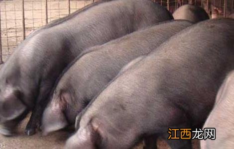 母猪产后疾病的治疗方案 母猪产后用药方案