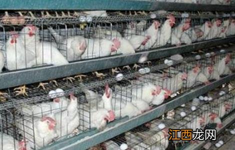 蛋鸡补钙注意事项和禁忌 蛋鸡补钙注意事项