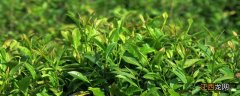 茶树可以种在盆栽里吗 茶树可以移植盆里吗