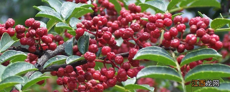 花椒树苗冬天能冻死吗 花椒冬天死苗的原因