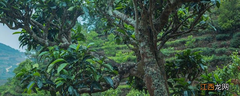 茶树靠什么传播种子 茶树怎么传播种子