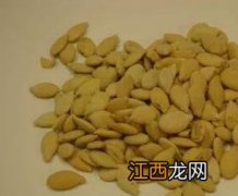 冬瓜仁的功效与作用及药用价值 冬瓜仁的功效与作用及药用价值图片