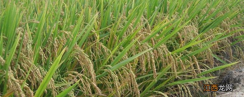 水稻立枯病防治 水稻立枯病病害症状