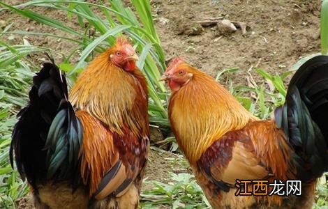 春季土鸡养殖要注意什么事项 春季土鸡养殖要注意什么