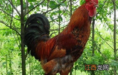 春季土鸡养殖要注意什么事项 春季土鸡养殖要注意什么