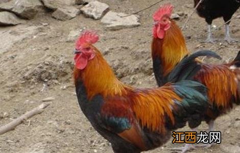 春季土鸡养殖要注意什么事项 春季土鸡养殖要注意什么