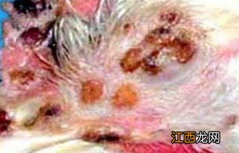 鸡痘的症状和防治方法鸡痘 鸡痘的症状和防治方法