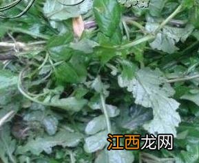 野葛菜的作用与功效图片 野葛菜的作用与功效