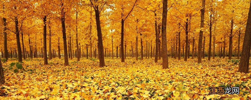 银杏果可以生吃吗 银杏果可以生吃吗?