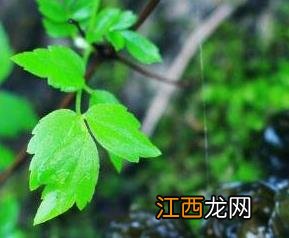 地皮菜是怎么形成的 地皮菜是怎么形成的地皮菜是羊屎形成的吗