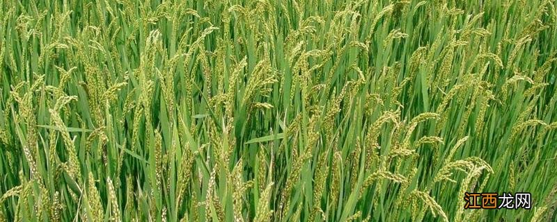 乙蒜素混用禁忌二 乙蒜素混用禁忌