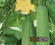 丝瓜子怎么做好吃 丝瓜子怎么做好吃又简单