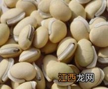 梗米加白豆的作用 白米豆的作用与功效