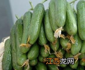 越南乳瓜怎么种植 越南乳瓜怎么种植视频