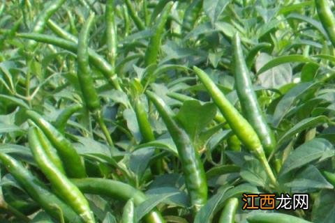辣椒黄叶落叶打什么药 辣椒树掉叶子黄叶打什么药