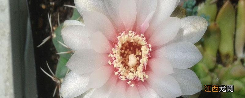 绯花玉有花苞可以施肥吗 绯花玉施什么肥