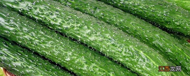 黄瓜只开雄花怎么办 水果黄瓜只开雄花