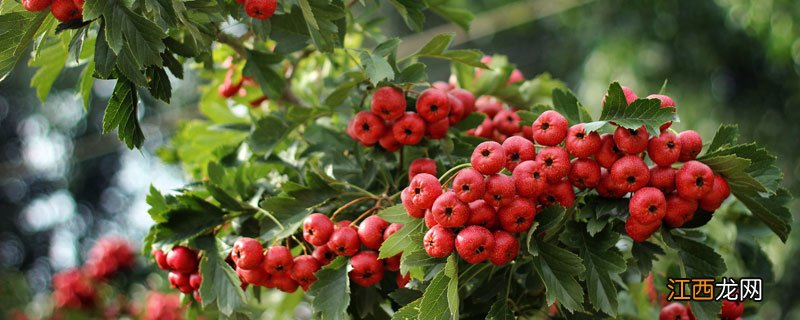 山楂产地哪里的最好 山楂产地