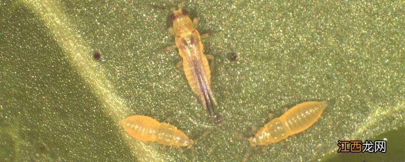 虱螨脲的使用倍数 虱螨脲的稀释倍数