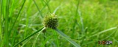 红薯地香附子除草剂 红薯地香附子除草剂特效药