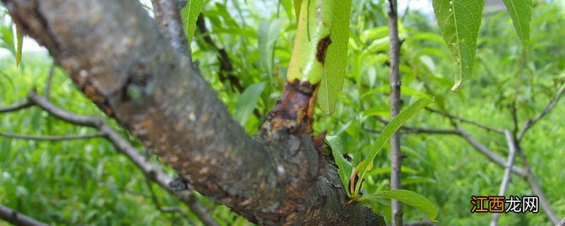 菌核病特效药有哪些 治疗菌核病都有哪些药