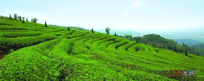 茶果间作种植方式的十大名茶 茶果间作种植方式